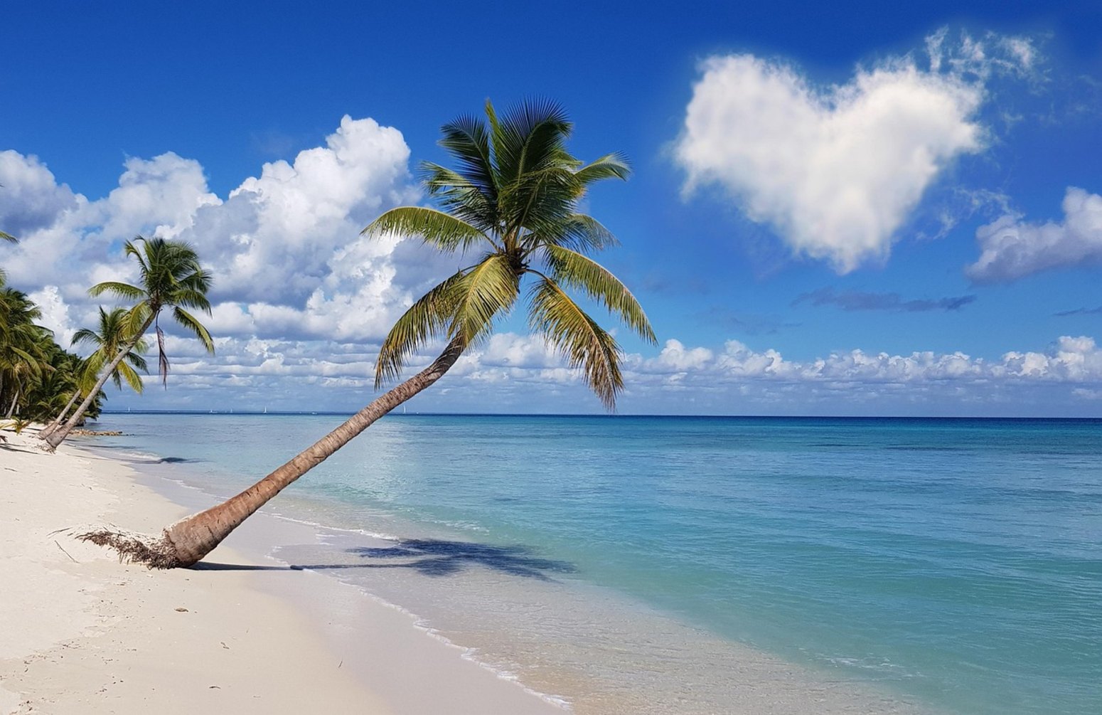 Palmeras en la Isla Saona, excursión desde Bayahibe