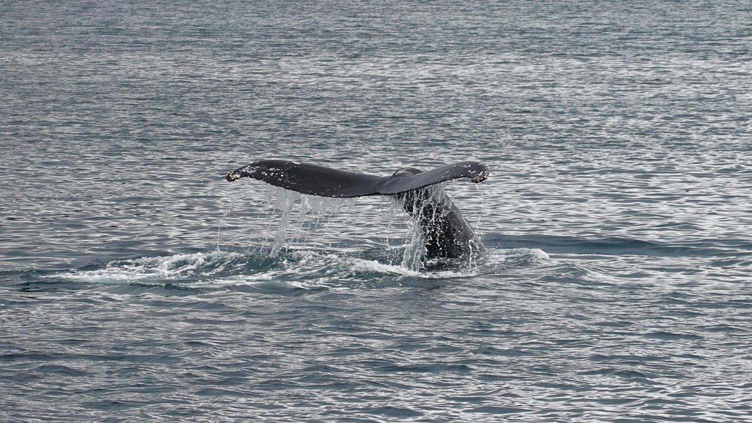 Ballena jorobada en la bahía de Samaná