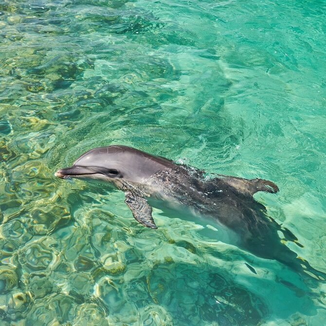 nadar con delfines en la isla de san martin en el caribe