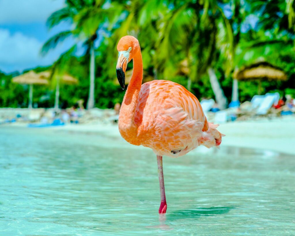 Flamenco a pie de playa