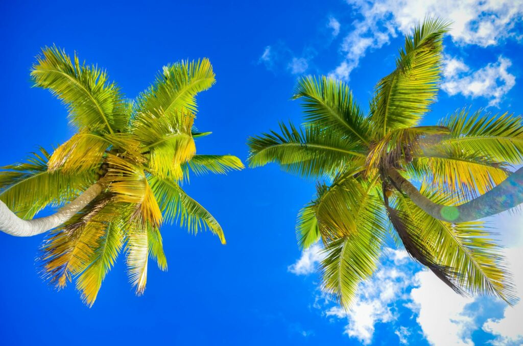 Mirando al cielo entre palmeras