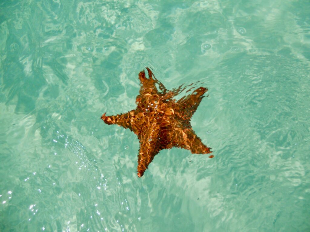 Estrella de mar en aguas cristalinas
