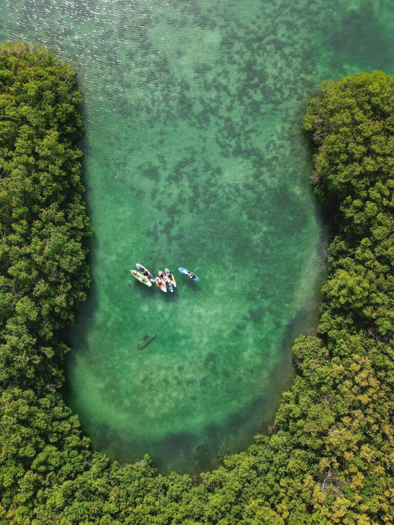 Paddle surf entre manglares
