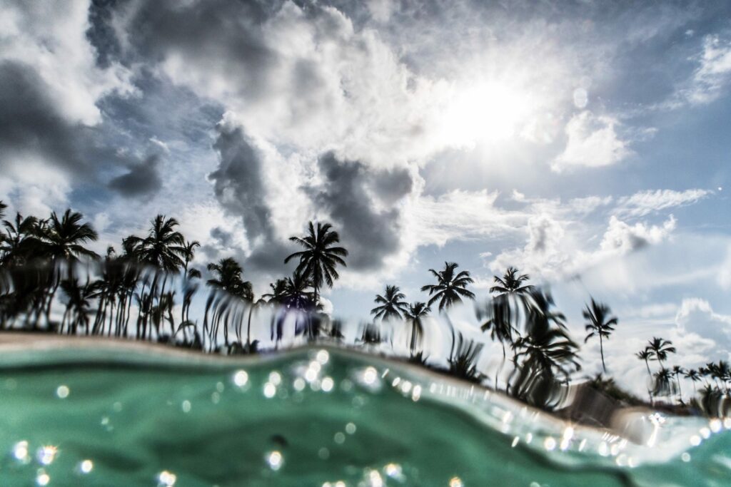 Las palmeras vistas desde dentro del agua