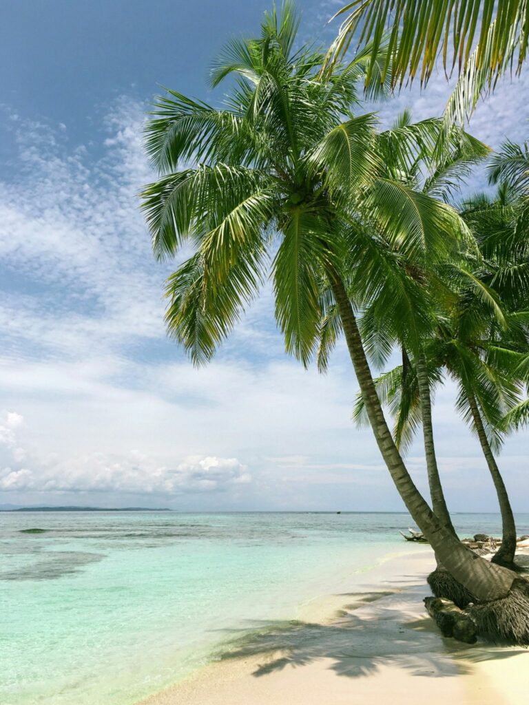 Palmeras sobre agua cristalina