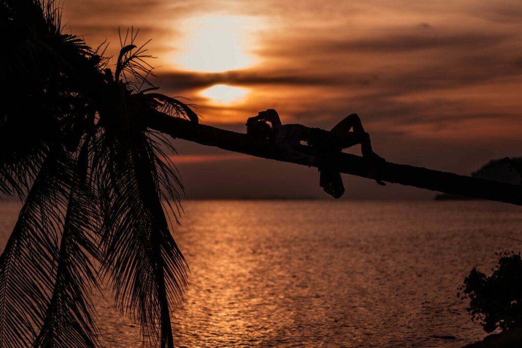 Siesta en la palmera al atardecer