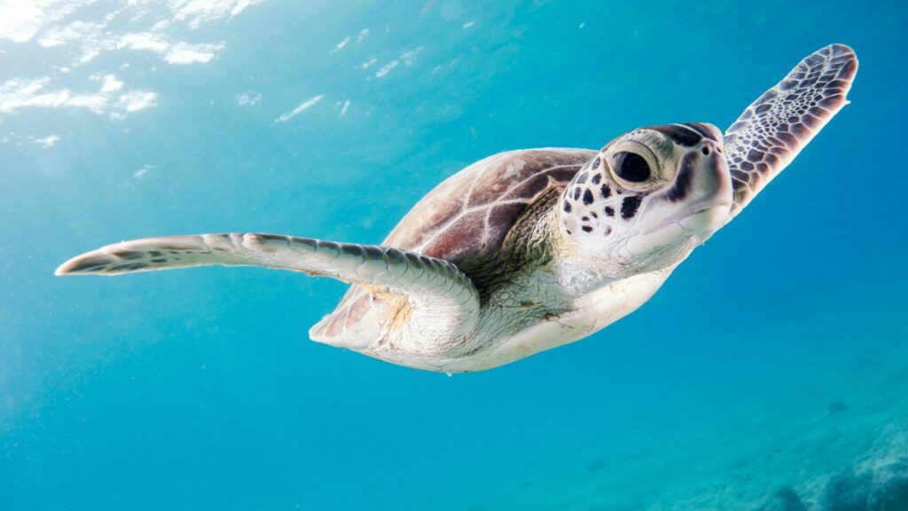 Tortuga marina en pleno snorkel