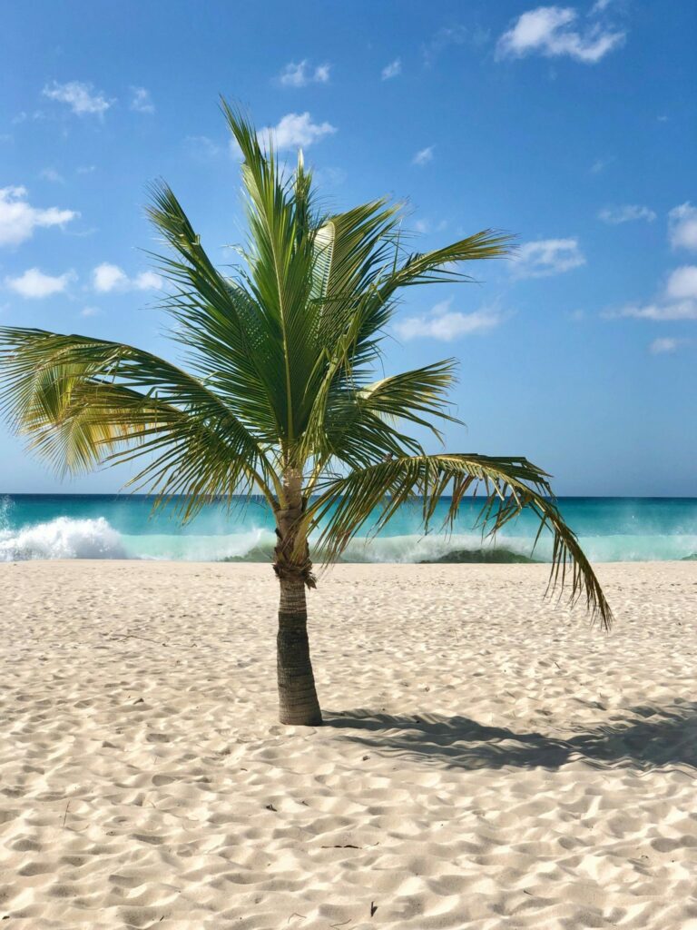 Palmera solitaria en la arena